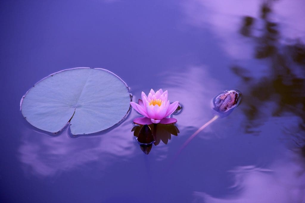 Becoming A Yin Yoga Instructor: The Teachers Path
